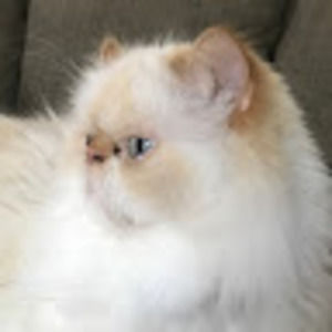 Meet your Posher, Molly